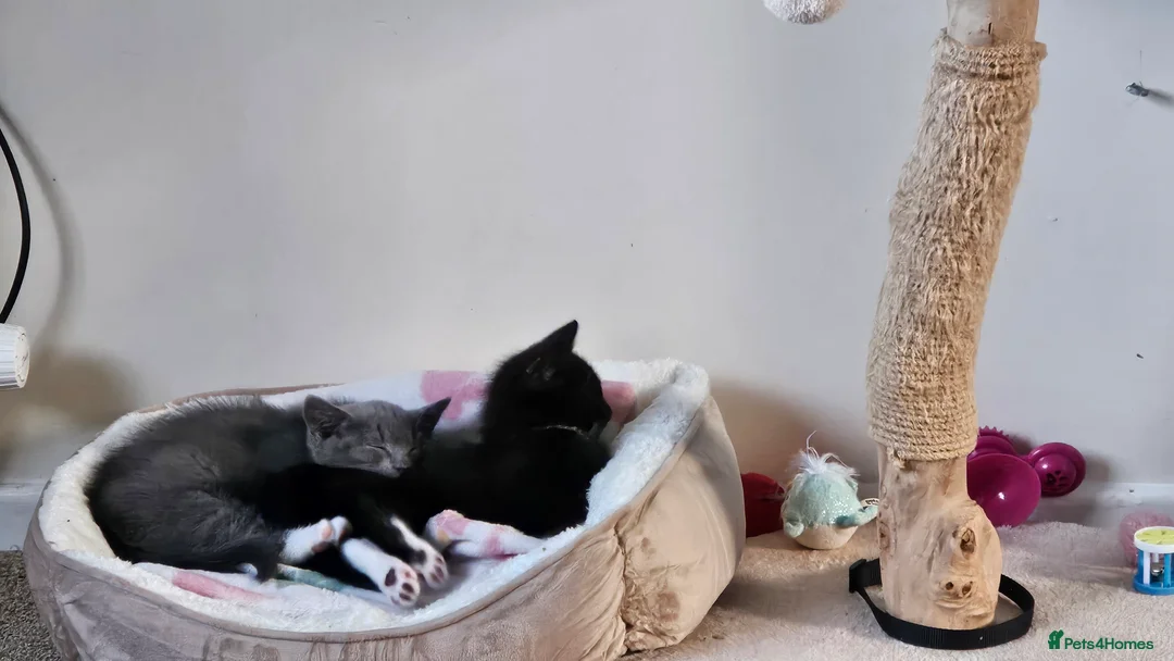 Mixed Breed cats for sale: 2 male kittens ideally rehomed together  - Advert 2