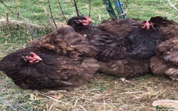 Chickens poultry for sale: Chickens- Wyandotte, Orpington, Legbar, Blue egger - Advert 5