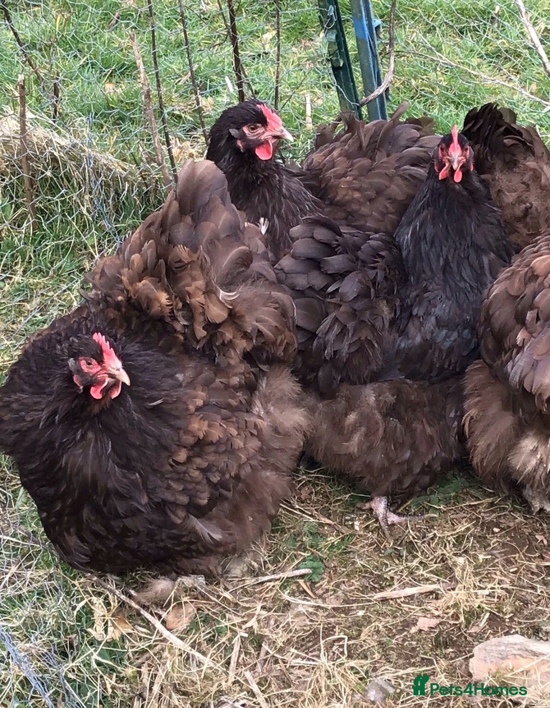 Chickens poultry for sale: Chickens- Wyandotte, Orpington, Legbar, Blue egger - Advert 5