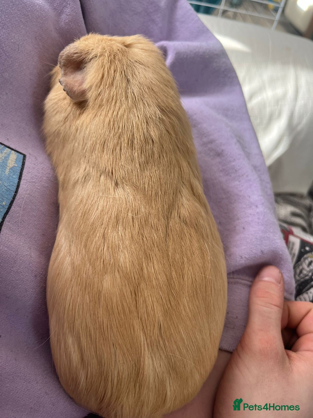 Guinea Pig rodents for sale: 2x Female Guinea pigs - Image 5