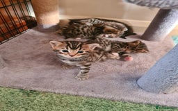 Bengal cats for sale: Kittens x bengal  - Advert 25