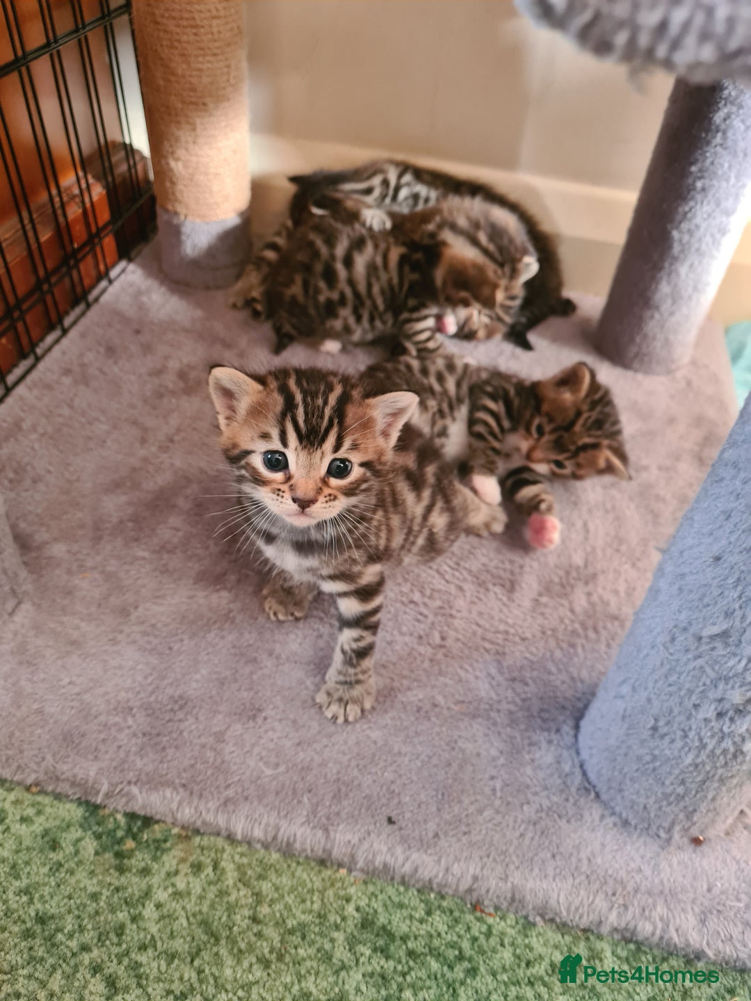 Bengal cats for sale: Kittens x bengal  - Advert 25