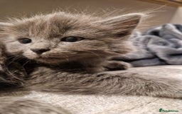 Mixed Breed cats for sale: Long haired Grey kittens  - Image 2