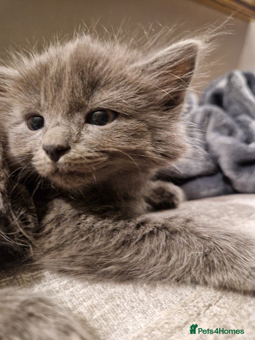 Mixed Breed cats for sale: Long haired Grey kittens  - Image 2