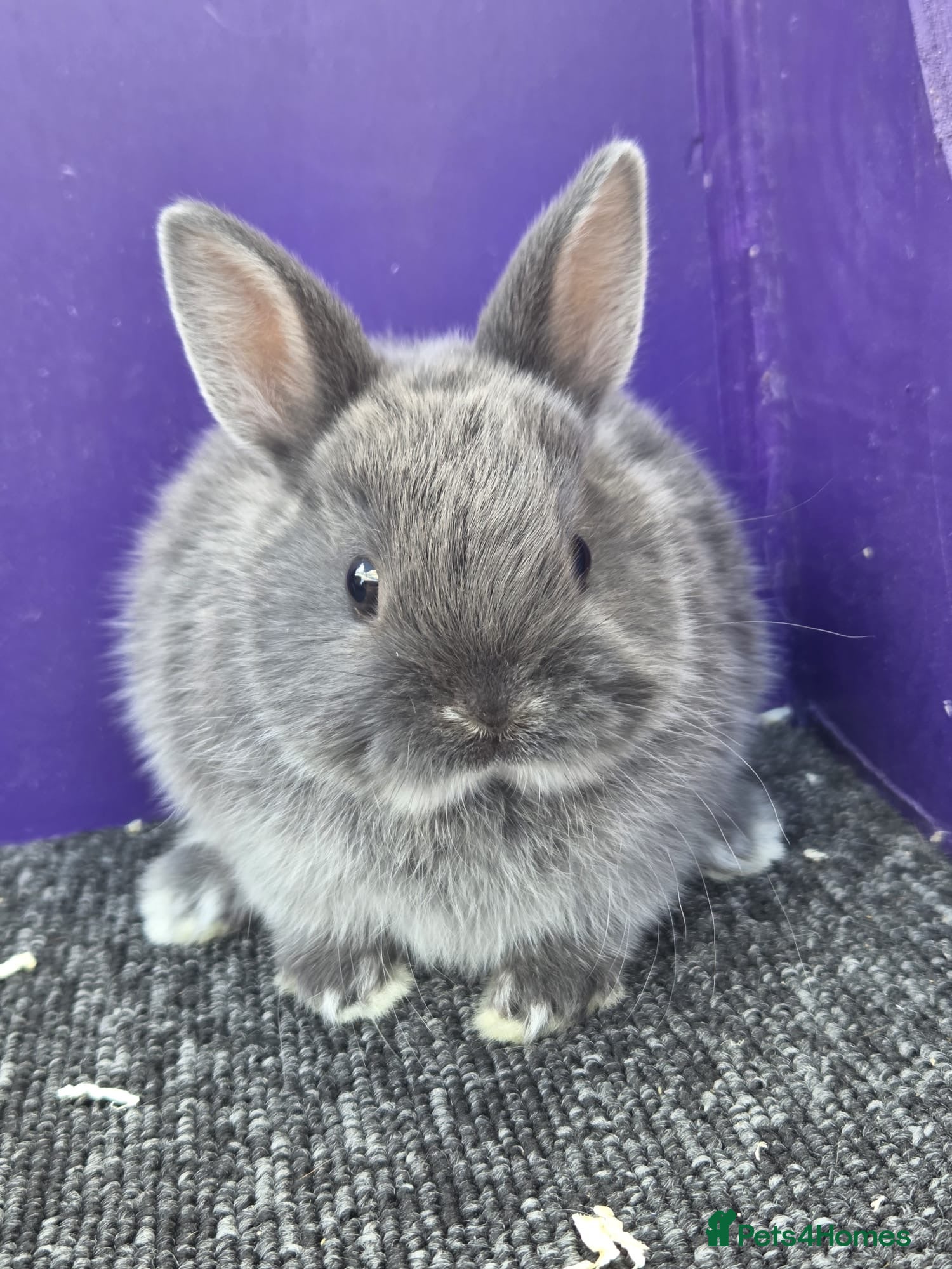 Netherland Dwarf rabbits Pure bred netherland dwarf - Advert 2