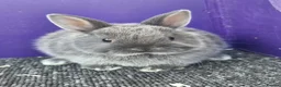 Netherland Dwarf rabbits for sale: Pure bred netherland dwarf - Advert 2