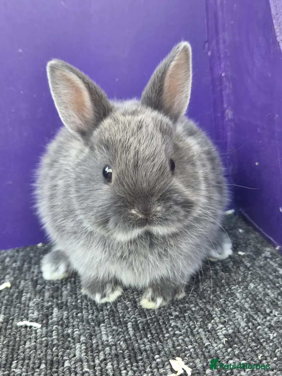 Netherland Dwarf rabbits for sale: Pure bred netherland dwarf - Advert 2