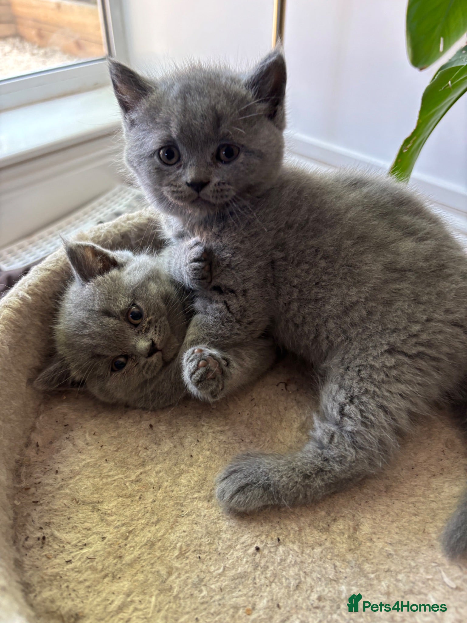 British Shorthair cats British shorthair kittens 🤩 - Advert 6
