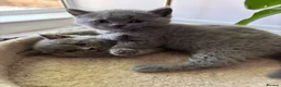 British Shorthair cats for sale: British shorthair kittens 🐱  - Advert 13