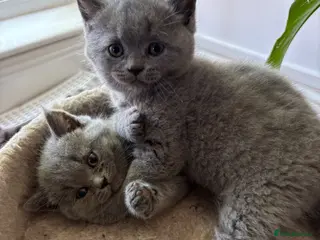 British Shorthair cats British shorthair kittens 🤩 - Advert 6
