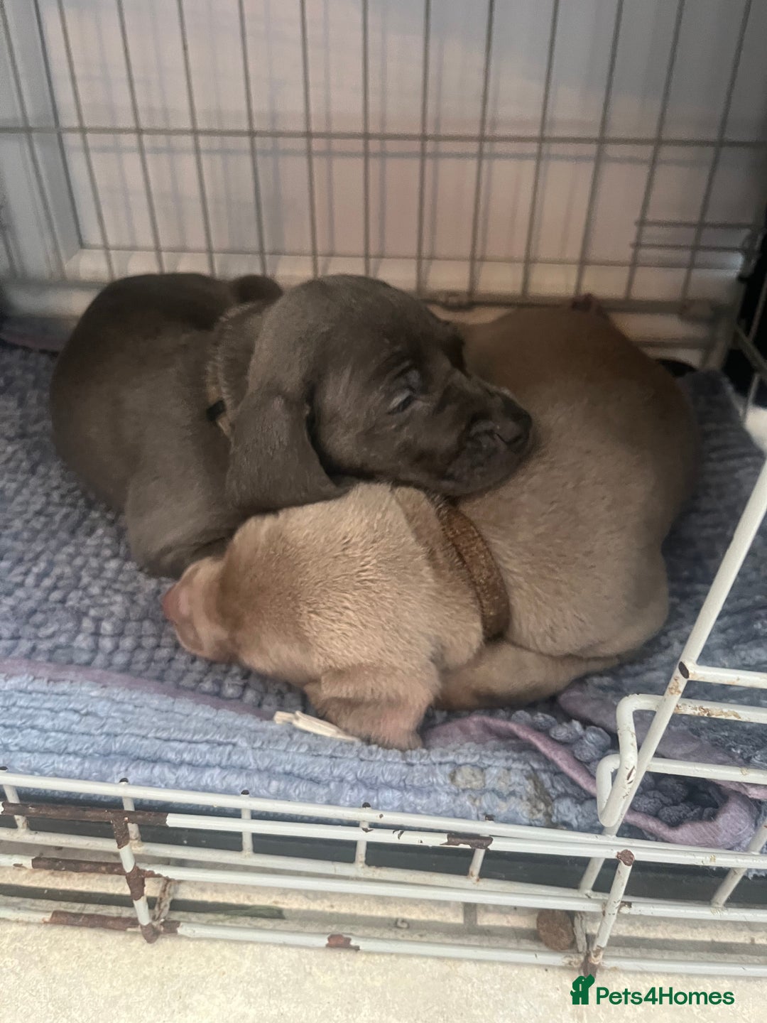 Weimaraner dogs for sale: Wiemaraner puppies - Advert 4