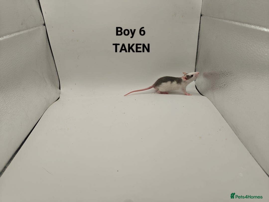 Rat rodents for sale: DEC: 24 Rats (5 Rats: 3 Boys & 2 Girls Left) - Advert 6