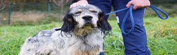 English Setter dogs for adoption: Balto - Advert 1