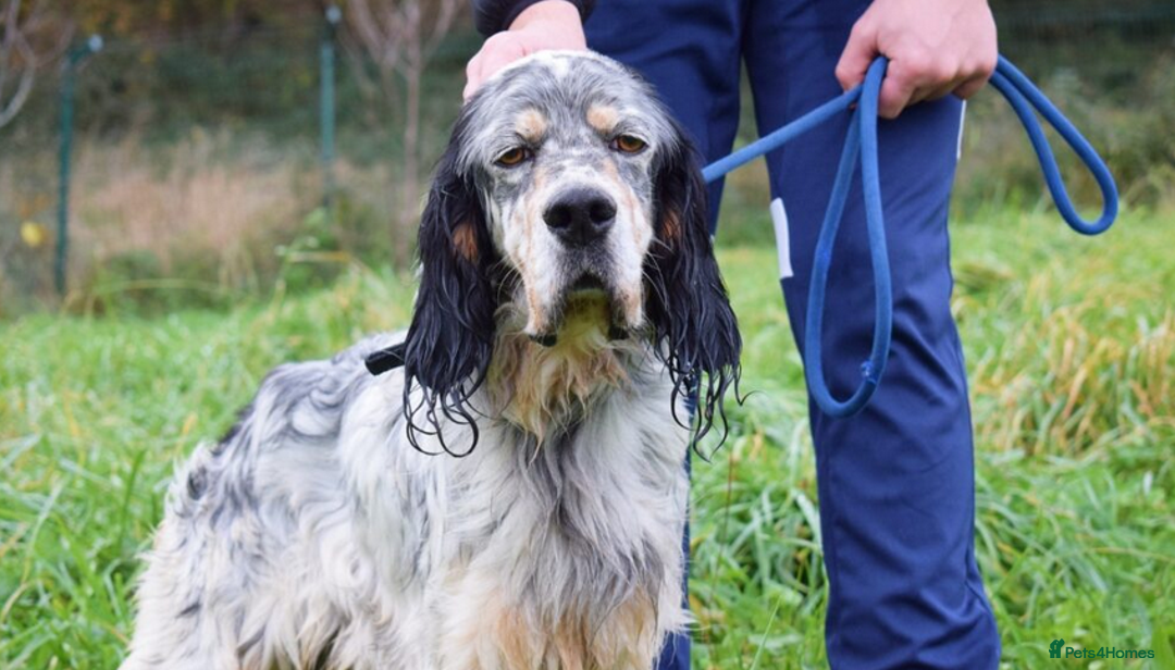 English Setter dogs for adoption: Balto - Advert 1