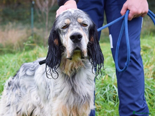 English Setter dogs Balto - Advert 7