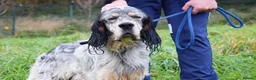 English Setter dogs for adoption: Balto - Advert 1
