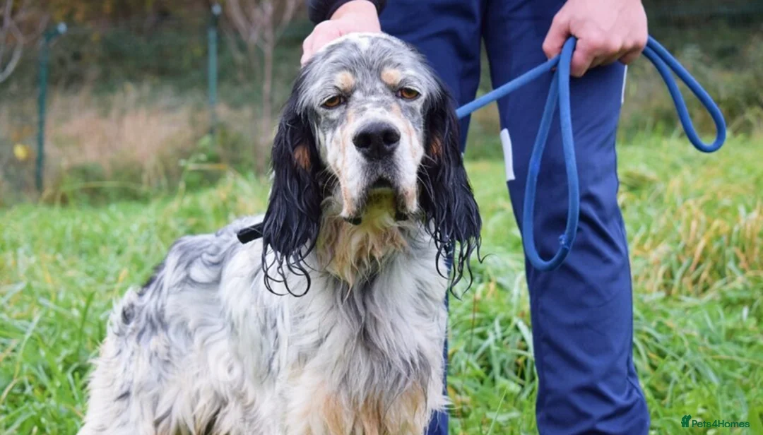 English Setter dogs for adoption: Balto - Advert 1