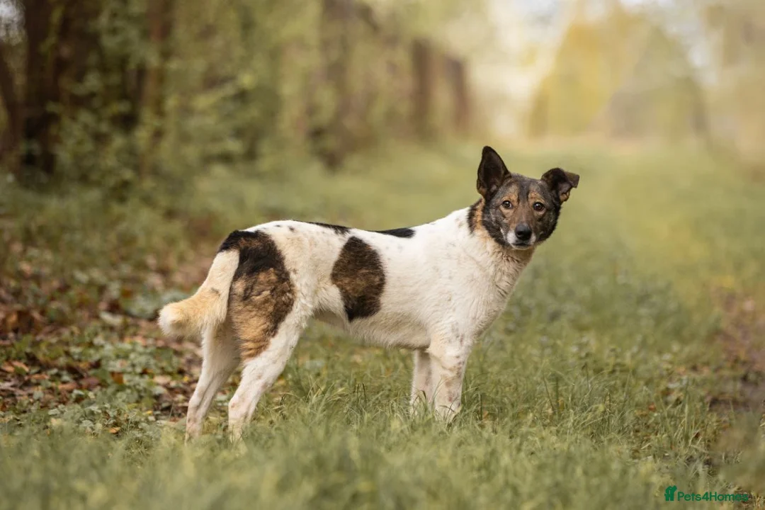 Mixed Breed dogs for adoption: ❤️MARY❤️5 yo low-medium (knee size) brilliant girl - Advert 2