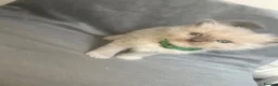 Ragdoll cats for sale: Beautiful mink ragdoll kittens all male  - Advert 4