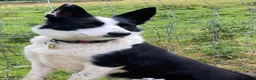 Border Collie dogs for sale: Stunning Border Collies - Advert 25