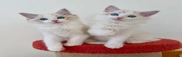 Ragdoll cats for sale: ✨ Exceptional Ragdoll Kittens Ready to leave ✨ - Advert 11