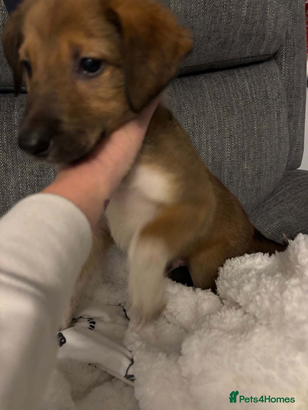 Mixed Breed dogs for sale: German shepherd x whippet  - Image 17