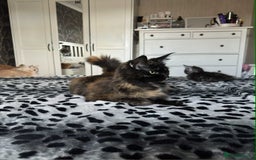 Maine Coon cats for sale: BEAUTIFUL FULL MAINE COON KITTENS AVAILABLE NOW 🐱 - Advert 15