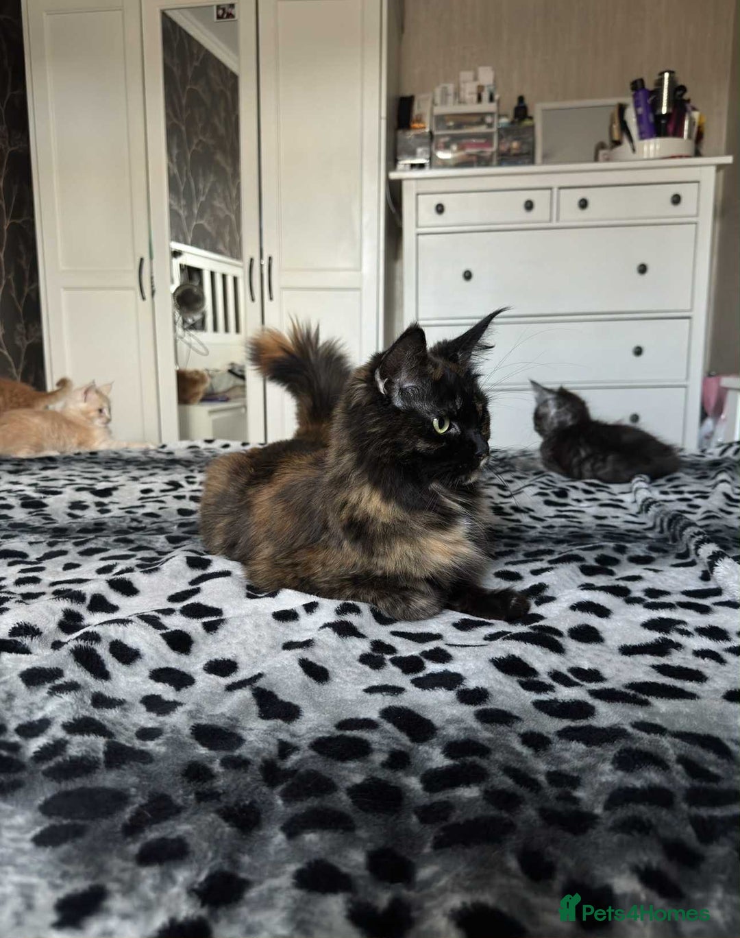 Maine Coon cats for sale: BEAUTIFUL FULL MAINE COON KITTENS AVAILABLE NOW 🐱 - Advert 15