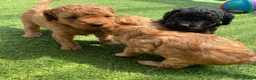 Cavapoo dogs for sale: Stunning toy-Cavapoo fully DNA tested parent   - Advert 22