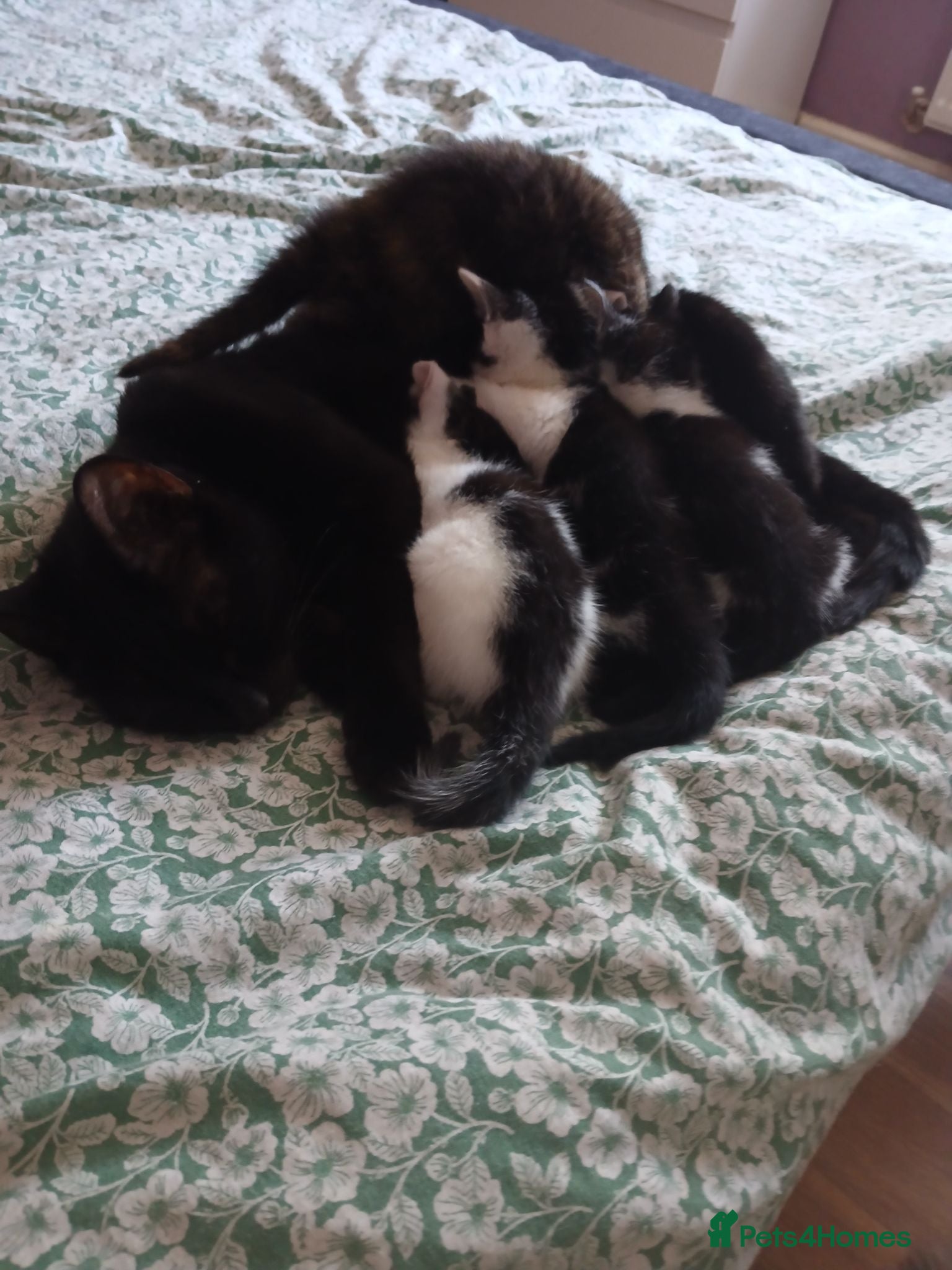 Mixed Breed cats 3 beautiful kittens ready to reserved  - Advert 3