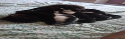 Mixed Breed cats for sale: 3 beautiful kittens ready to reserved  - Advert 1