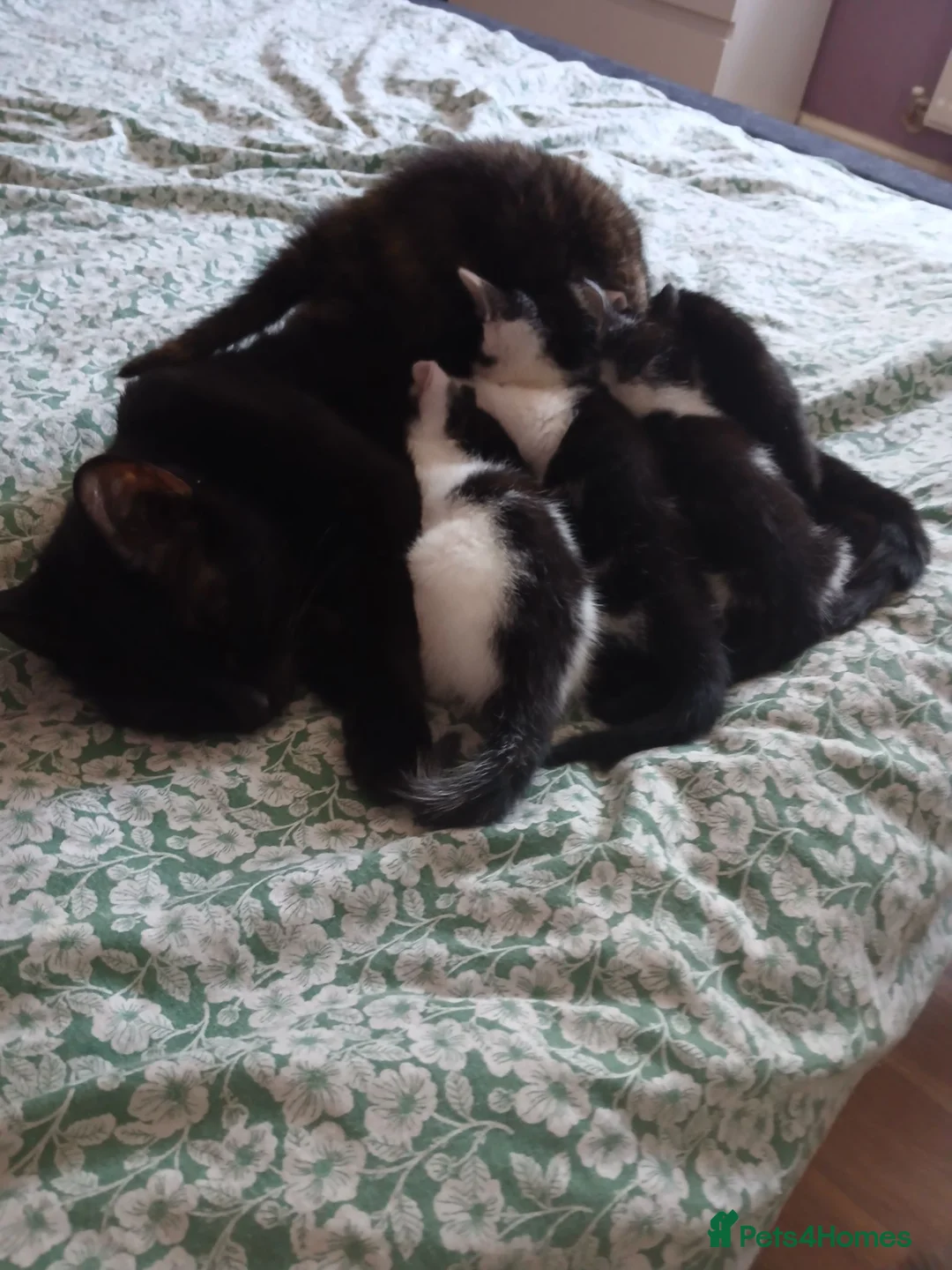 Mixed Breed cats for sale: 3 beautiful kittens ready to reserved  - Advert 1