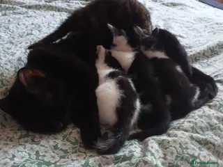 Mixed Breed cats 3 beautiful kittens ready to reserved - Advert 3