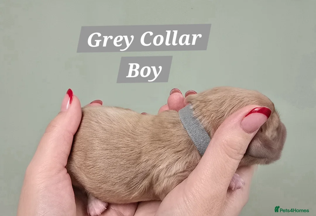 Cavachon dogs for sale: F1 Cavapoochons for sale! - Advert 13