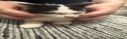 Mixed Breed cats for sale: 3 kittens  - Advert 8