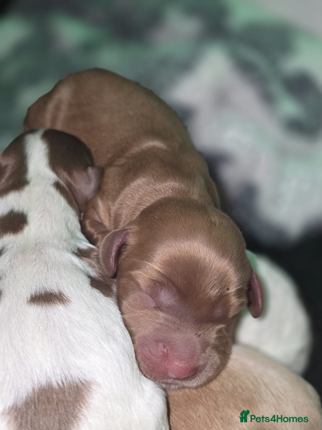 Cockapoo dogs for sale: ✨ Beautiful F2 Multi-Gen Cockapoo Puppies - Image 4