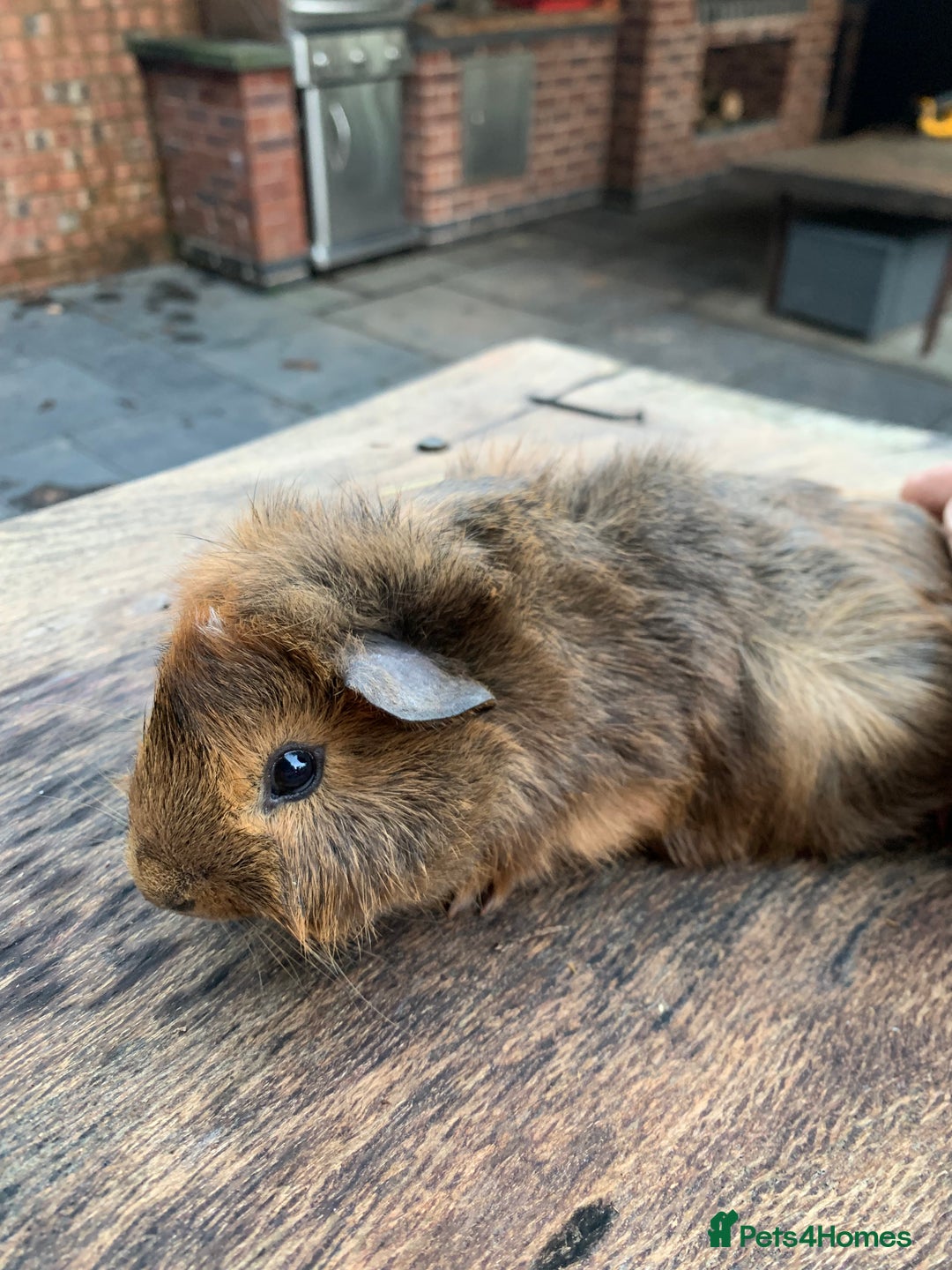 Guinea Pig rodents for sale: Guinea pig - Advert 1
