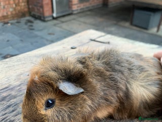 Guinea Pig rodents Guinea pig - Advert 1