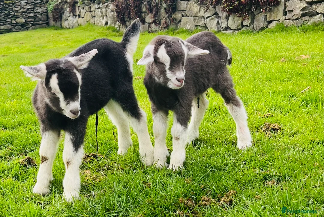 Goats livestock for sale: Wanted Toggenberg male  - Advert 2