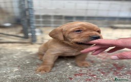 Labrador Retriever dogs for sale: Labrador Kc registered  - Image 10