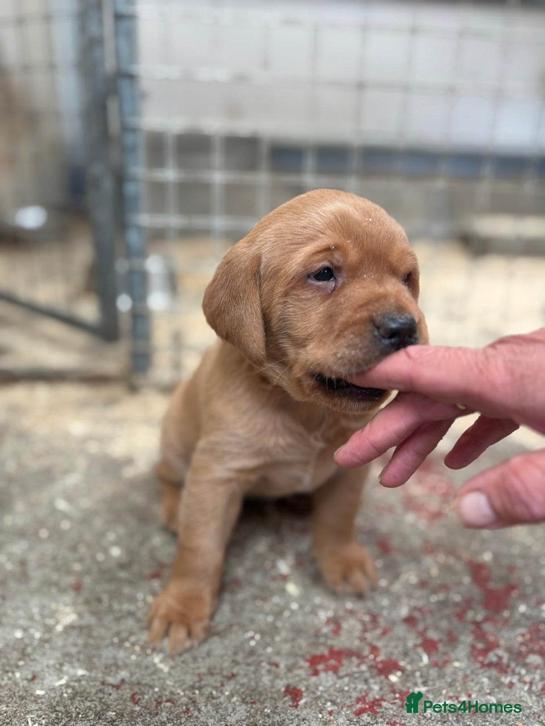 Labrador Retriever dogs for sale: Labrador Kc registered  - Image 10