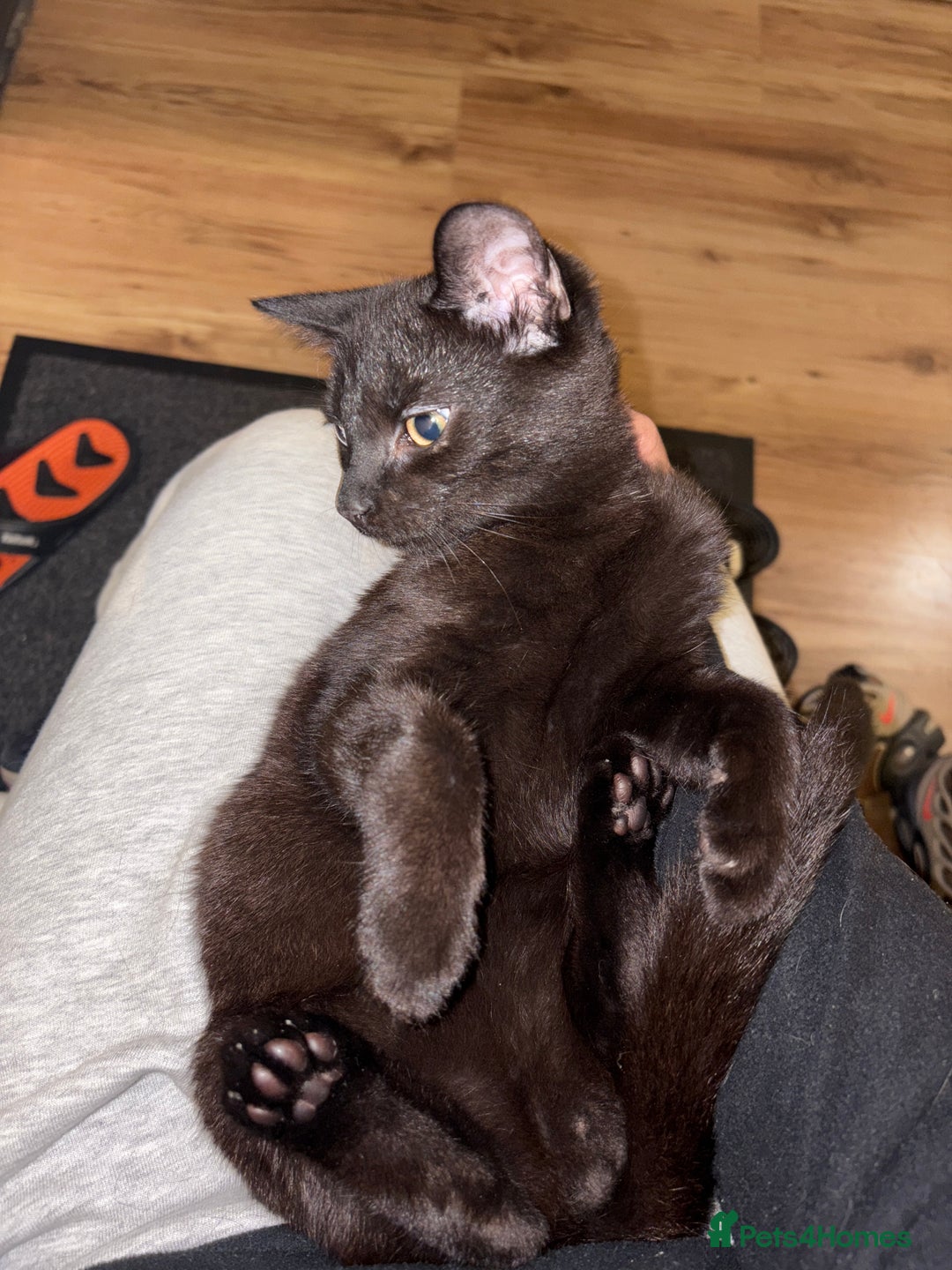 American Shorthair cats for sale: Two kittens for sale - Image 5