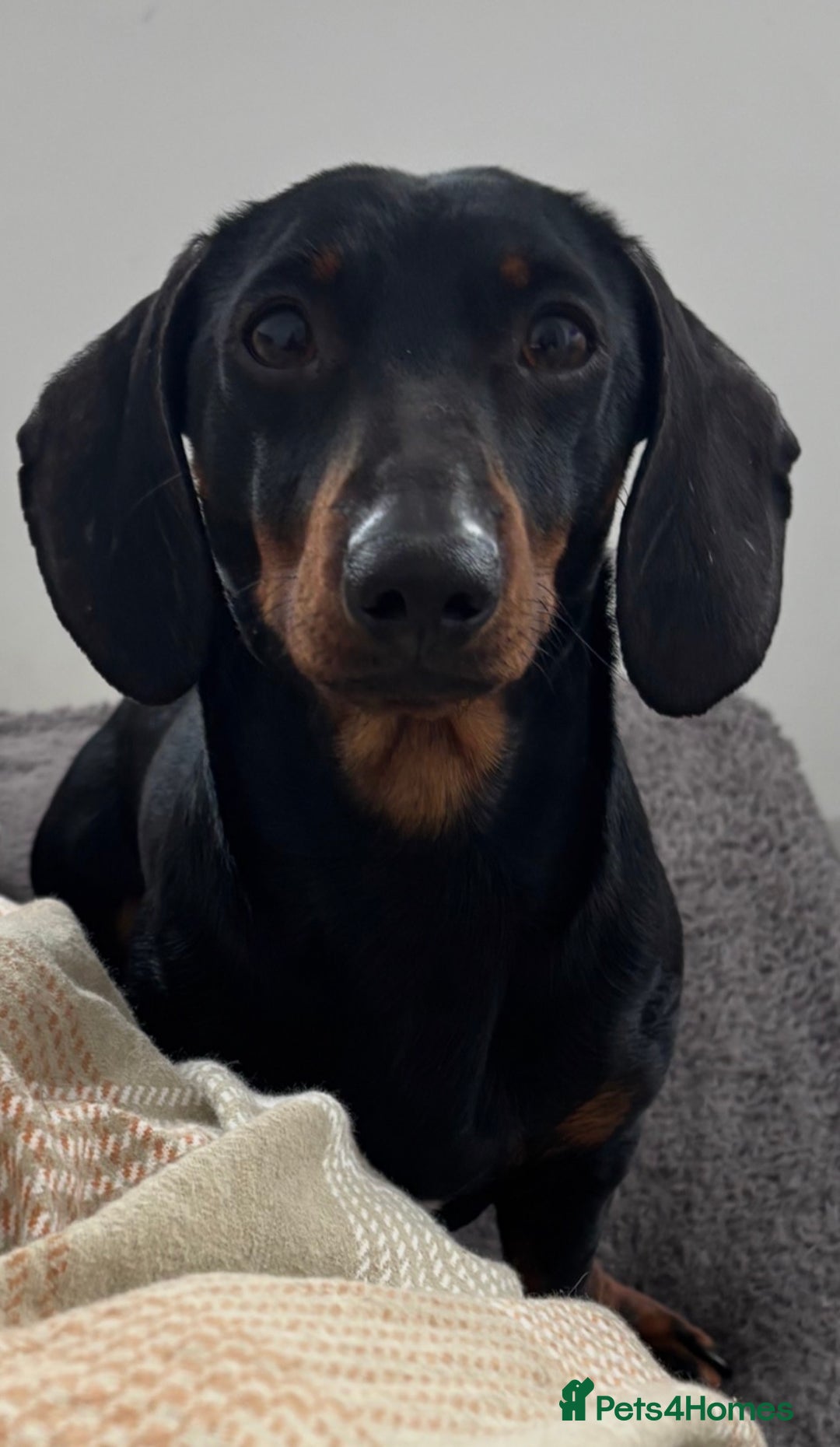 Miniature Dachshund dogs for stud: Squirty Bertie Stud Dog  - Advert 1