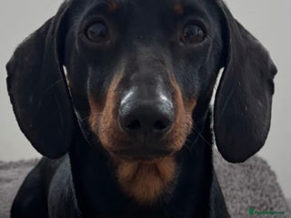 Miniature Dachshund dogs Squirty Bertie Stud Dog - Advert 4