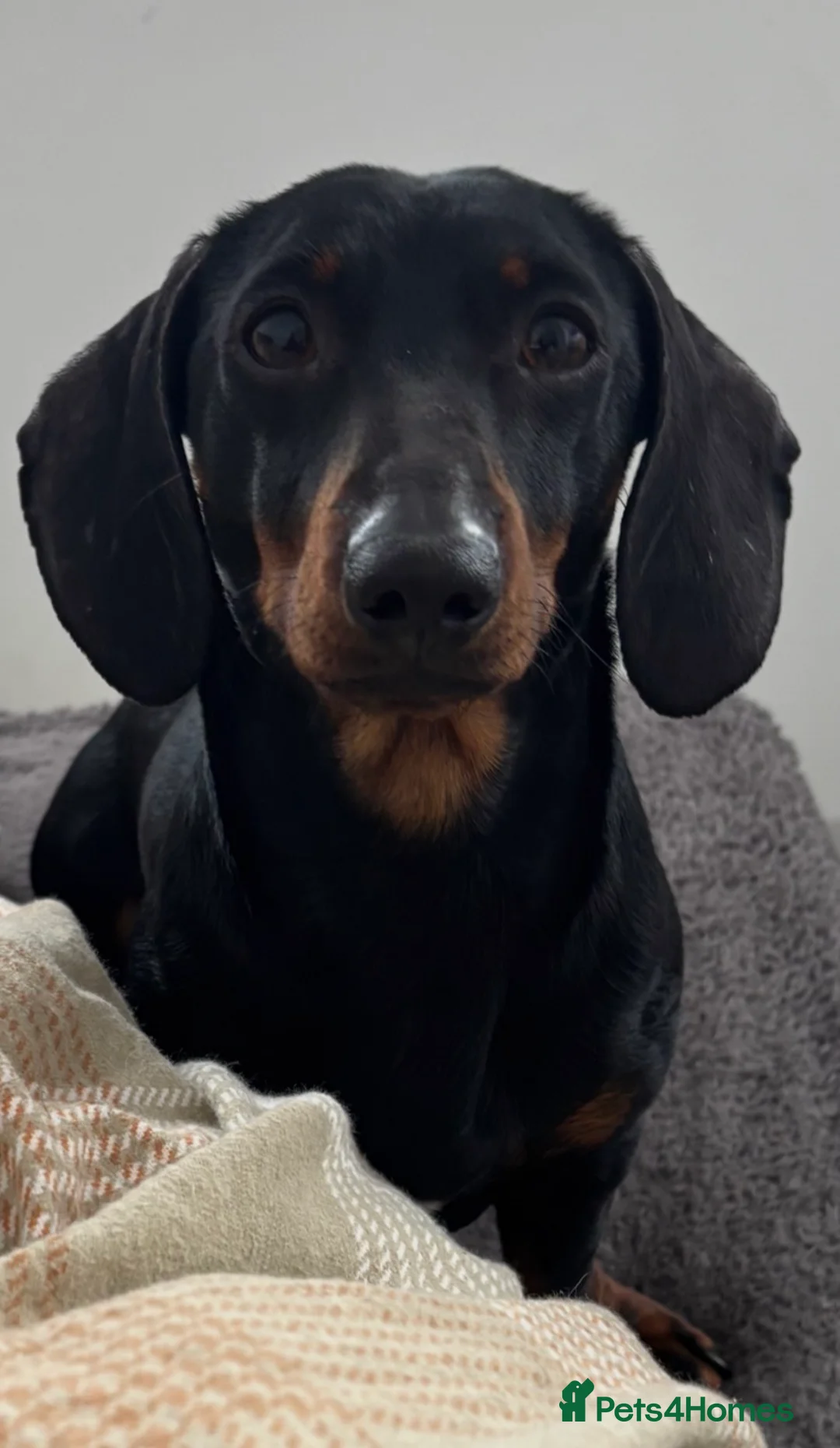 Miniature Dachshund dogs for stud: Squirty Bertie Stud Dog  - Advert 2