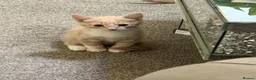 Domestic Shorthair cats for sale: Beautiful kittens Looking for Their Forever Homes - Advert 3