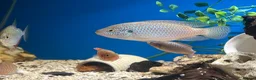 Cichlids fish for sale: Malawi cichlid  - Advert 4