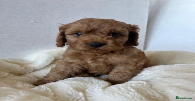 Cockapoo dogs - Advert 4