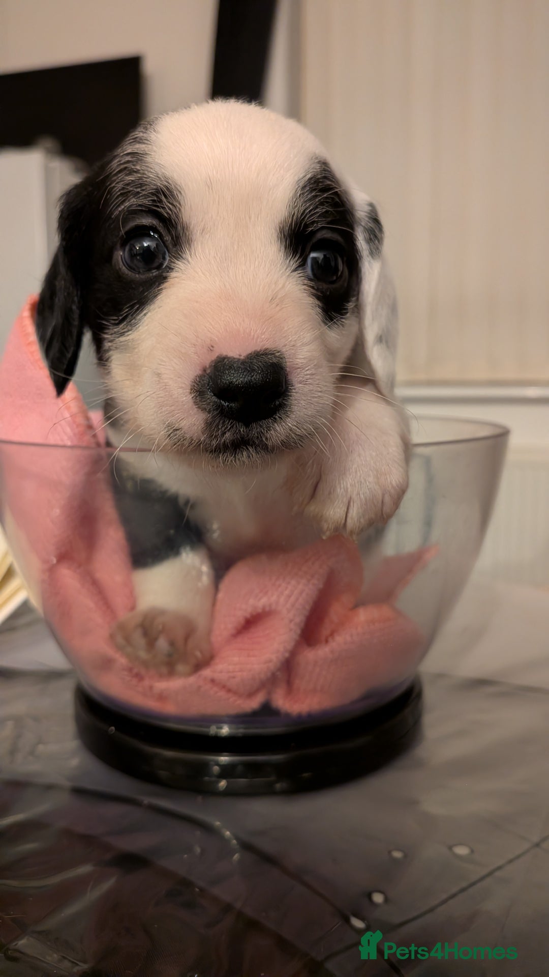 Mixed Breed dogs for sale: Puppies: Cocker Spaniel/Jack Russell  - Advert 15