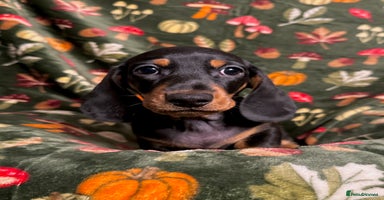 Miniature Dachshund dogs - Advert 8